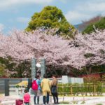 桜が咲き始めました🌸