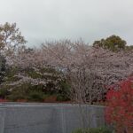 霊園から見える桜　開花状況